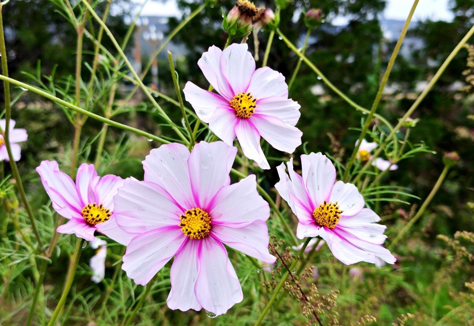 秦安:满城秋韵入画来_fororder_5