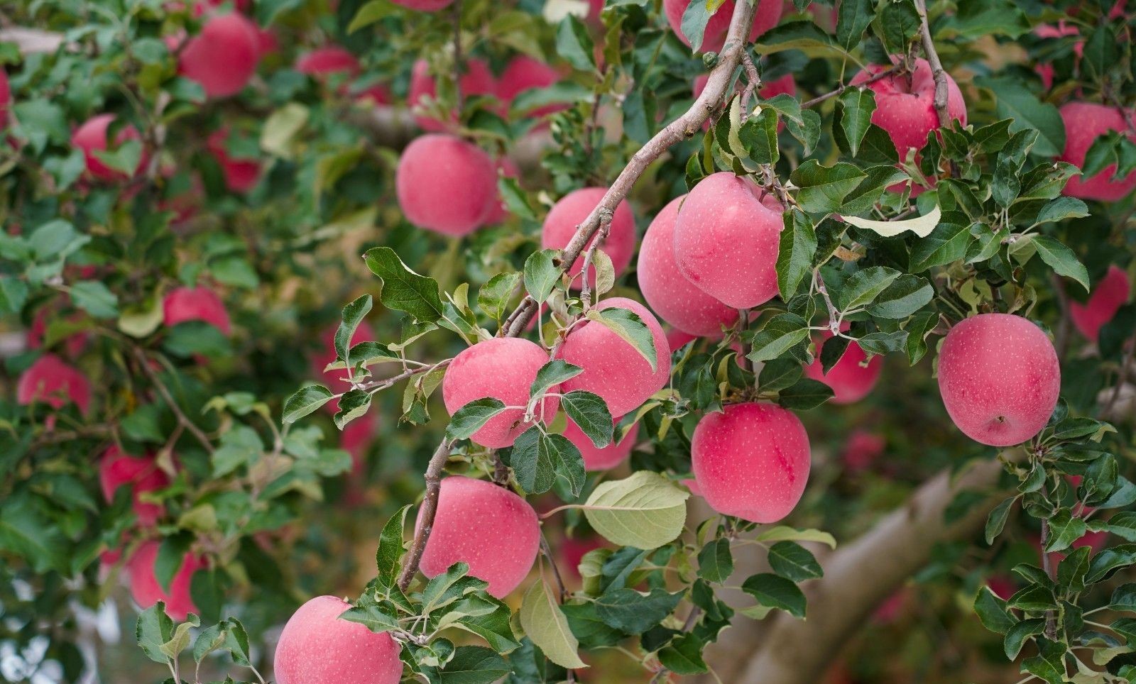 秦安:满城秋韵入画来_fororder_8