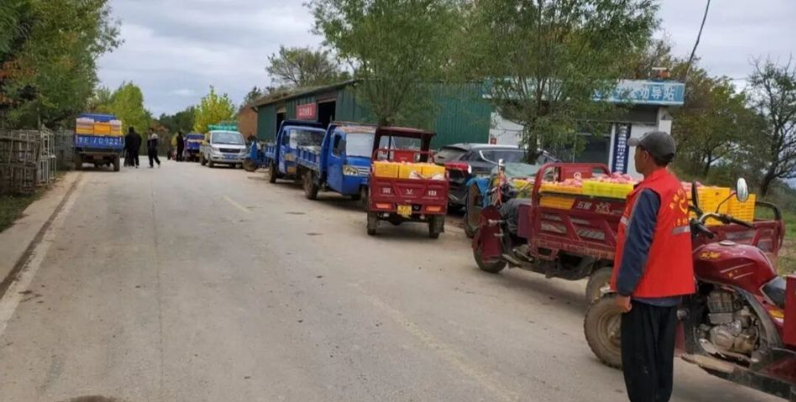 天水秦安莲花镇:党建引领多维发力 苹果产销迎“丰收答卷”_fororder_wechat_2025-10-17_113522_615