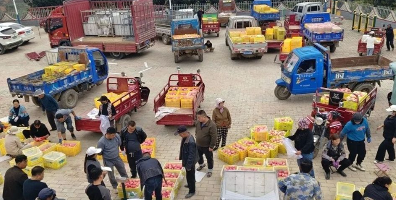 天水秦安莲花镇:党建引领多维发力 苹果产销迎“丰收答卷”_fororder_wechat_2025-10-17_113430_967