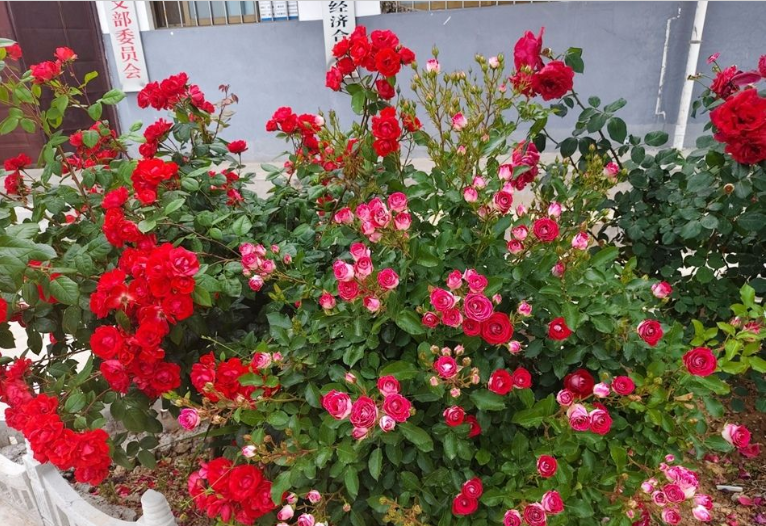 天水秦安:“三色花径”铺就乡村振兴“美丽底色”_fororder_2