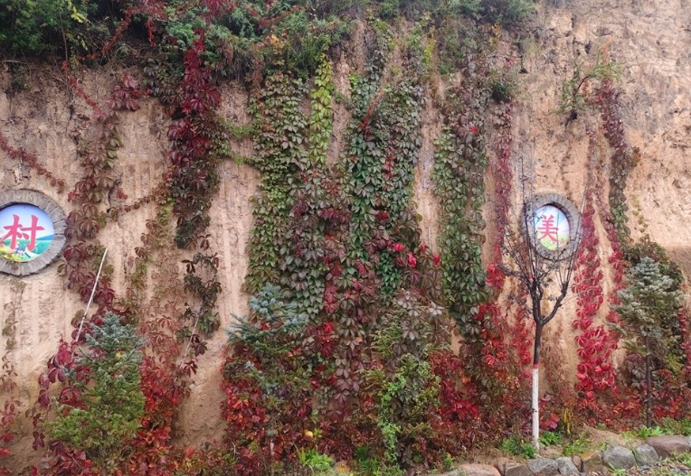 天水秦安:“三色花径”铺就乡村振兴“美丽底色”_fororder_3