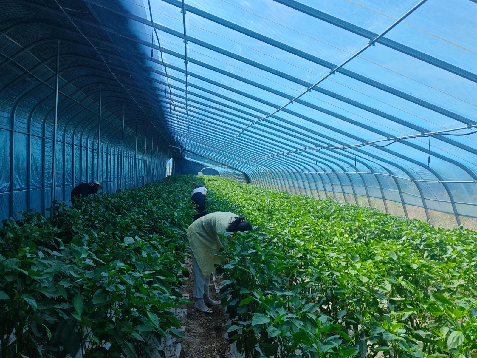 中山镇:大棚辣椒长势旺_fororder_456