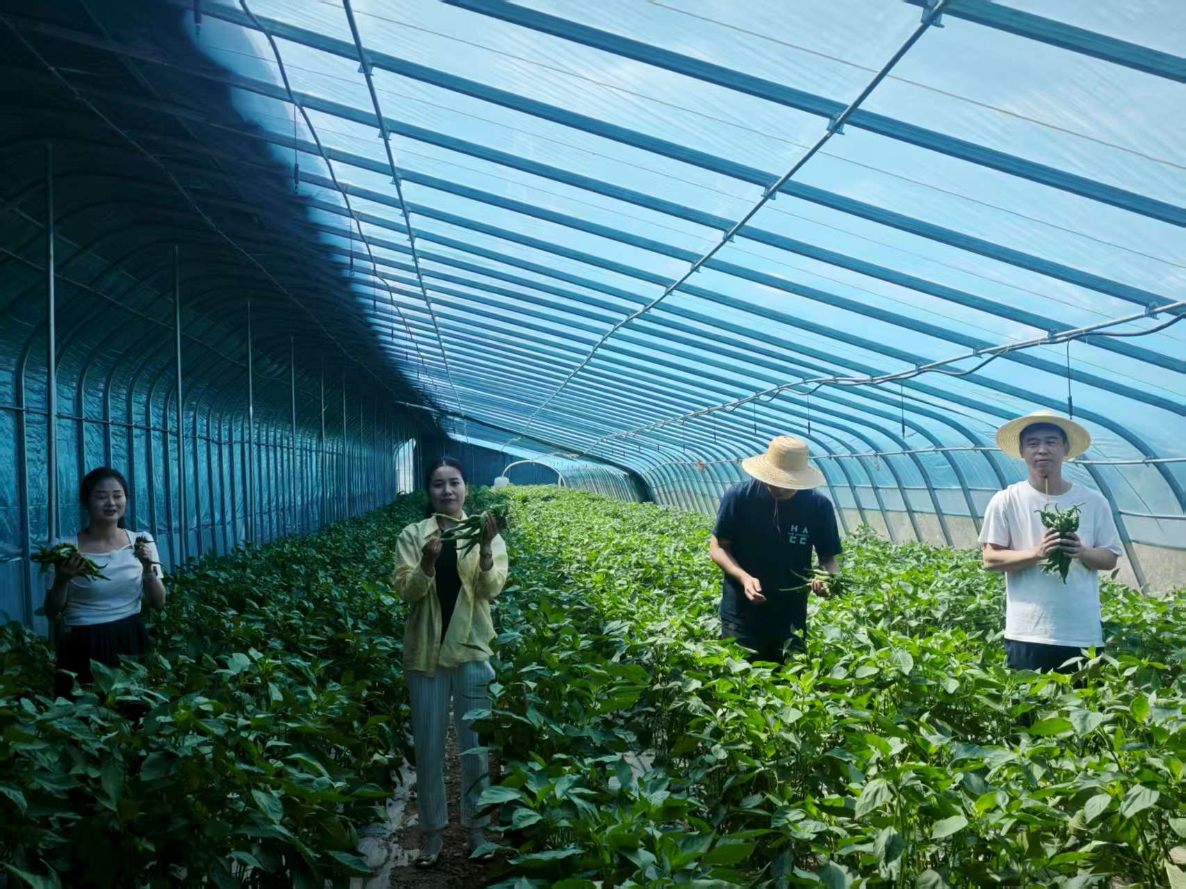 中山镇:大棚辣椒长势旺_fororder_789