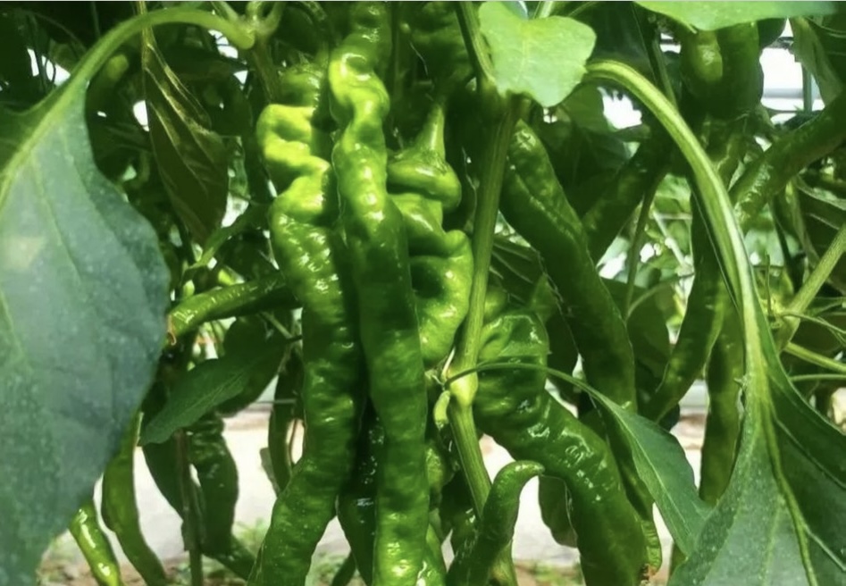 天水市秦安县莲花镇大棚辣椒丰收上市_fororder_3