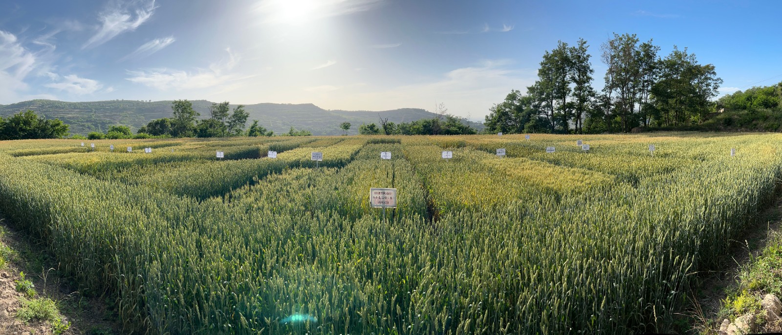 dedde18735e32e6032a0cfa11817a50