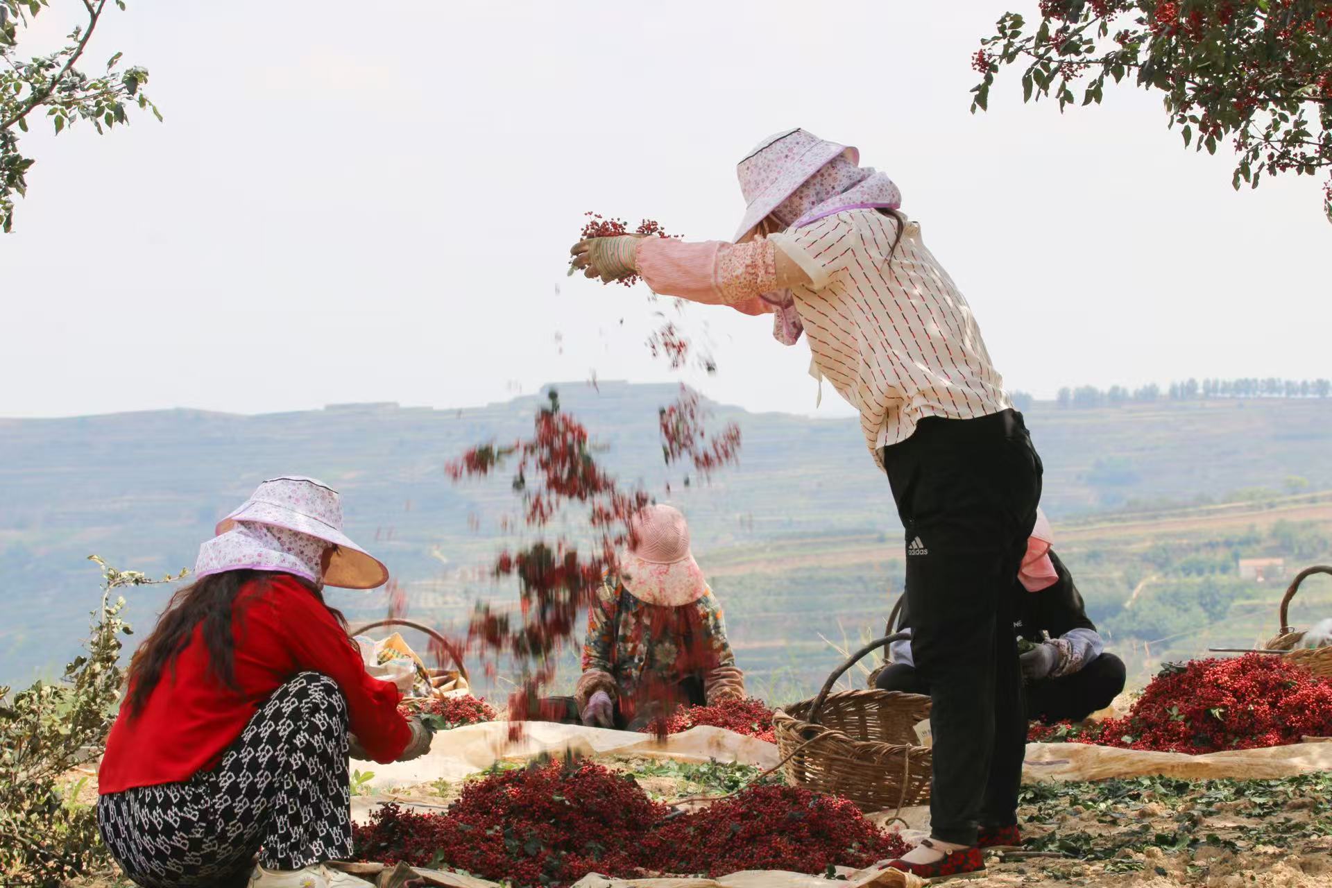 天水市千户镇王岭村:党建引领聚合力 村规民约树新风_fororder_(4)5d8fc4e286cc44648c1807794eabf674