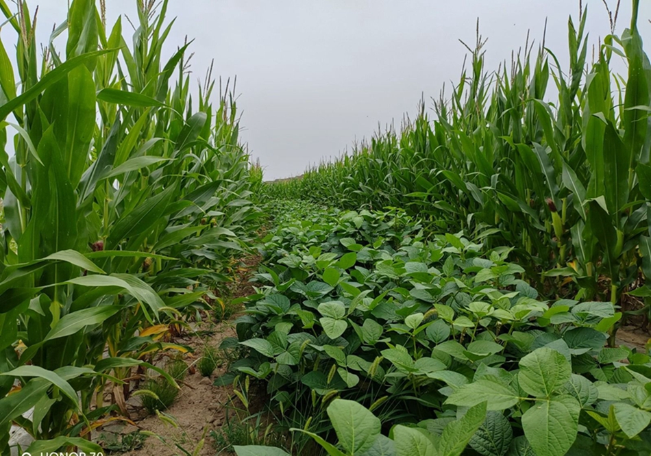 大弯梁大豆玉米.jpg 大弯梁大豆玉米.jpg