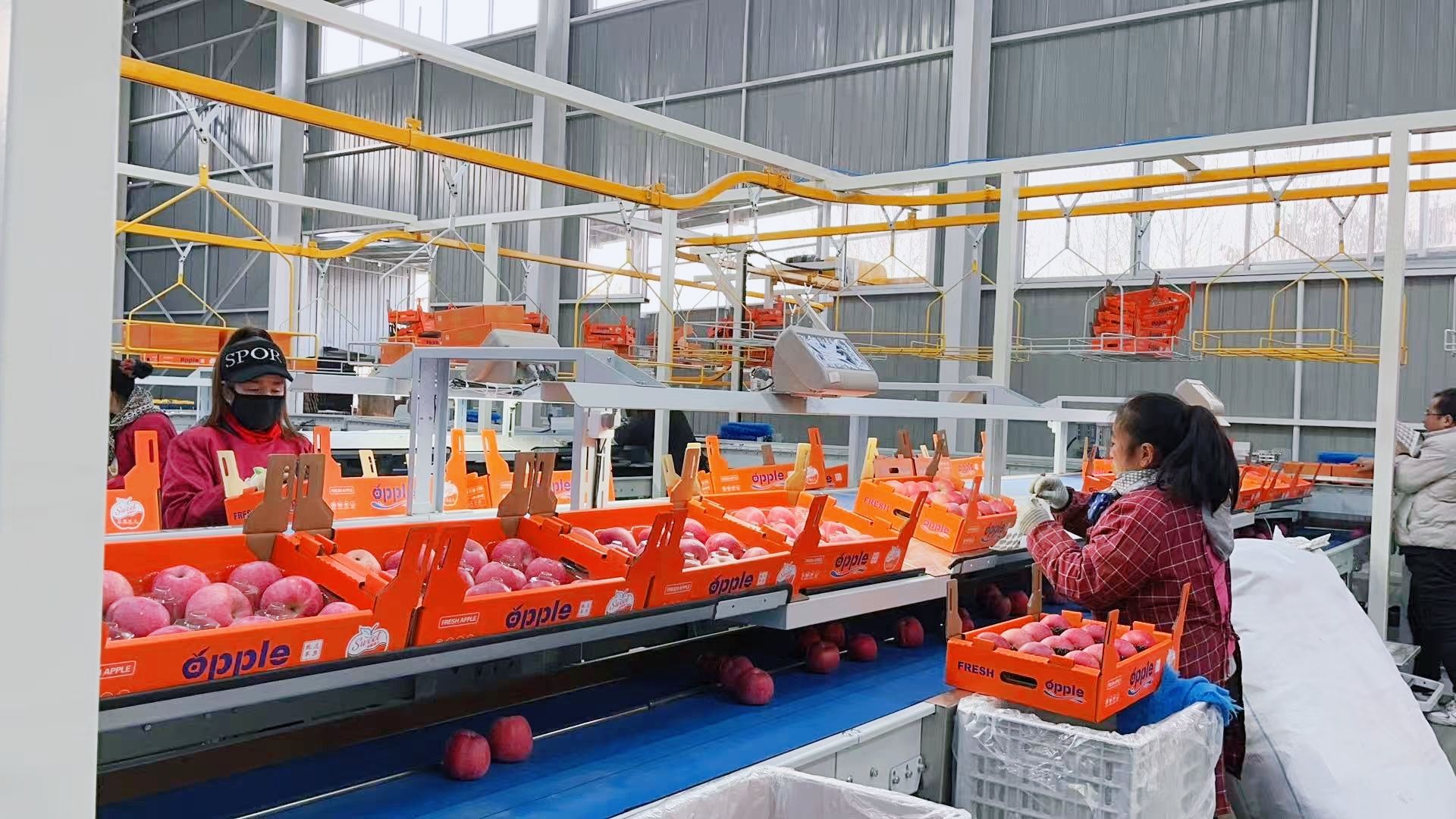 天水秦安魏店镇:强村公司激活产业新动能_fororder_(4)3