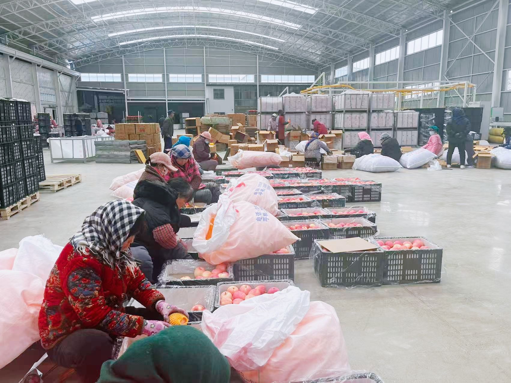 天水秦安魏店镇:强村公司激活产业新动能_fororder_(1)5