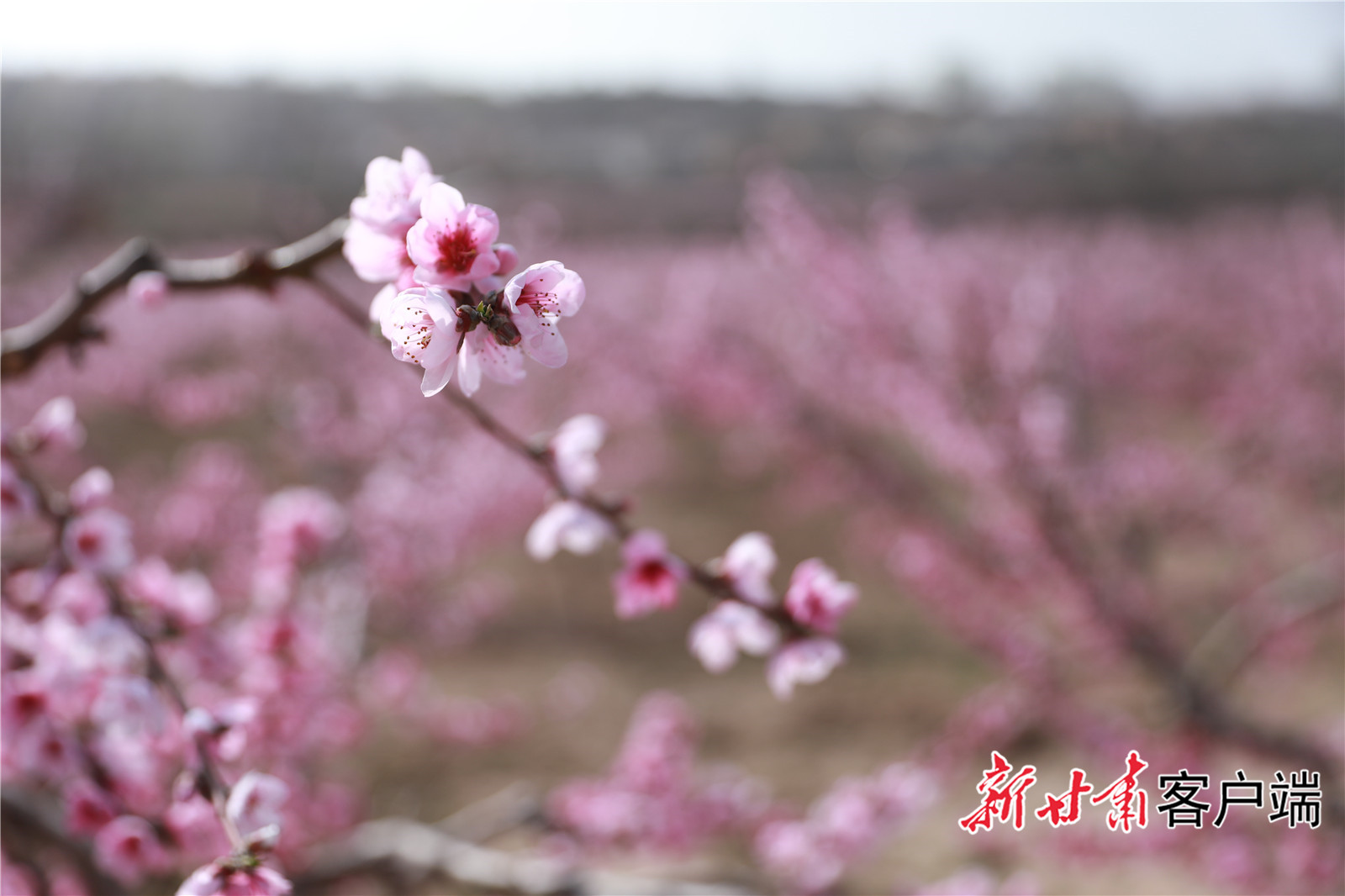 FZ007221808524_A3773737