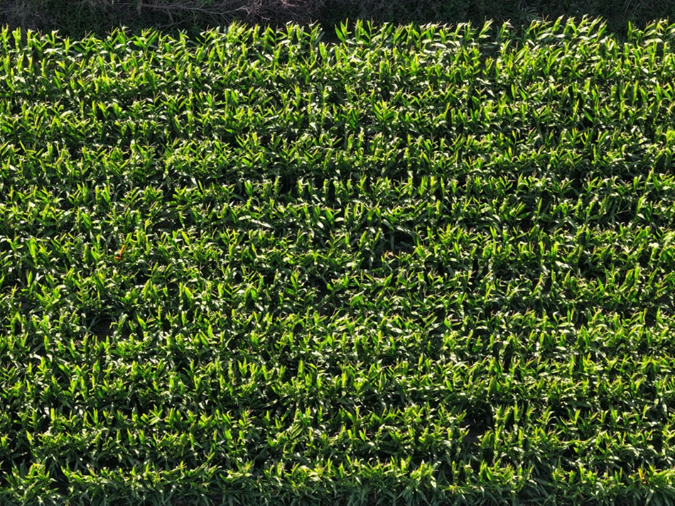 e1afe93746d2f8cc60f18fe4fb03a94