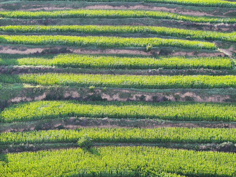 fdcf060878252a7dbaef5395c0867a5