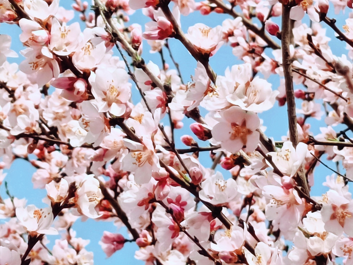 1711588587732094813.jpg e296741f2c67402edce20ba5b8045e7b_a68079b8bd284ee0ae65f4eb01e3e79a_h=1025&w=1366.jpg