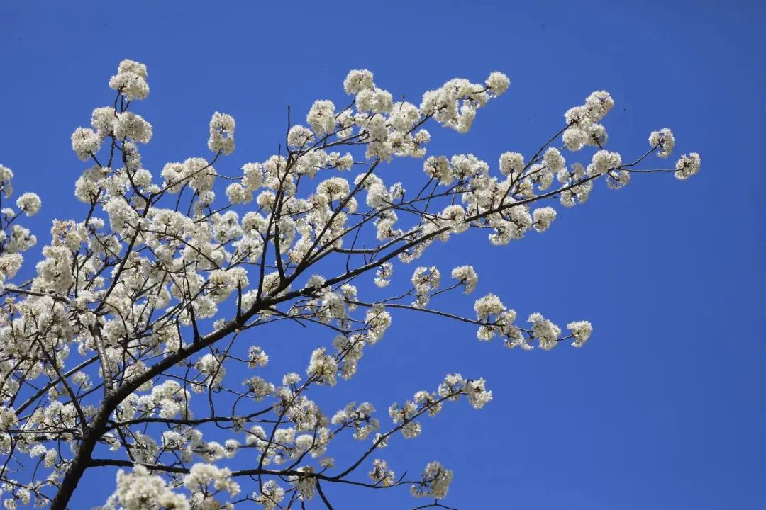 1711590887073097125.jpeg aad7ae65ed25a767eb6278b28b304ffe_1711590507342001391_h=720&w=1080.jpeg