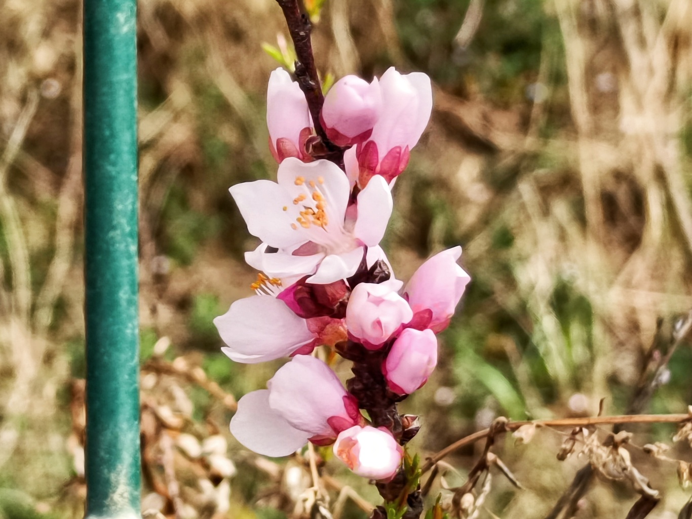 1711588573071093619.jpg bd42acfa403eed12b4e7133da8a675fd_cd28074b585f448bb226ea9619029ab4_h=1025&w=1366.jpg