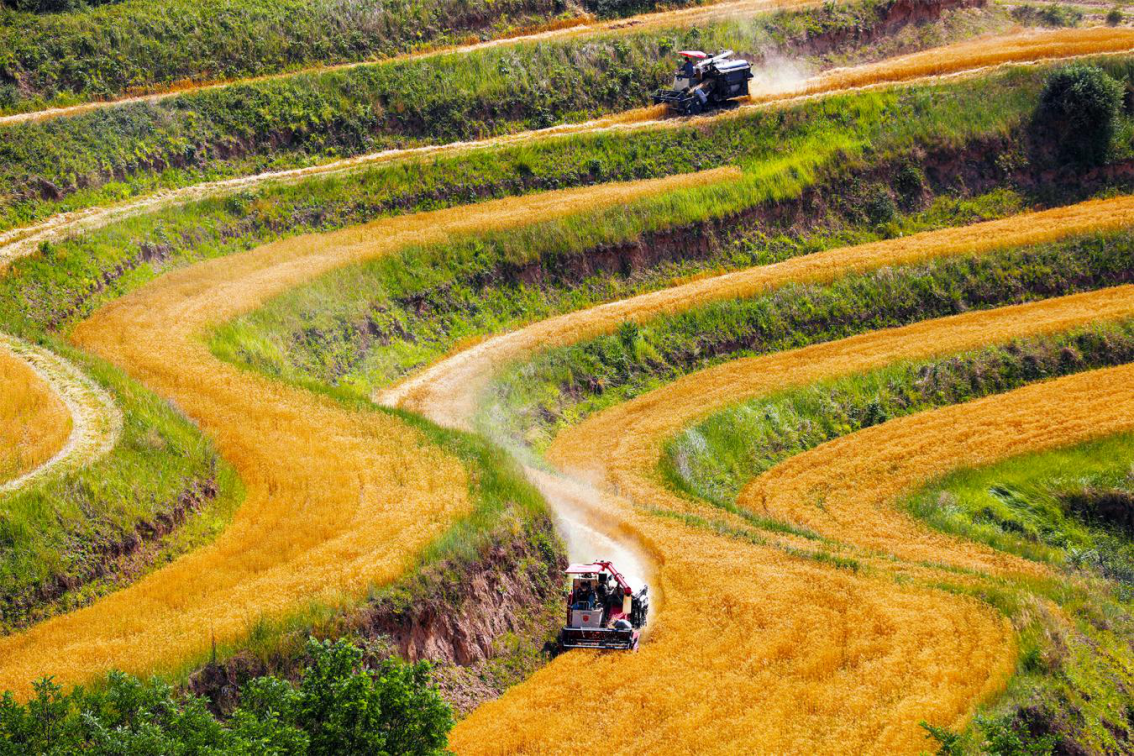“党旗红”引领“麦浪黄” 甘肃秦安“三夏”生产奏响丰收曲_fororder_1