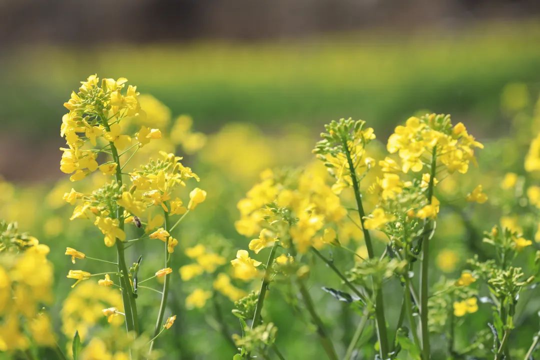 1711590877458093171.jpeg 7659ea172f9f11f049a66cb21a45c42b_1711590507238013440_h=720&w=1080.jpeg