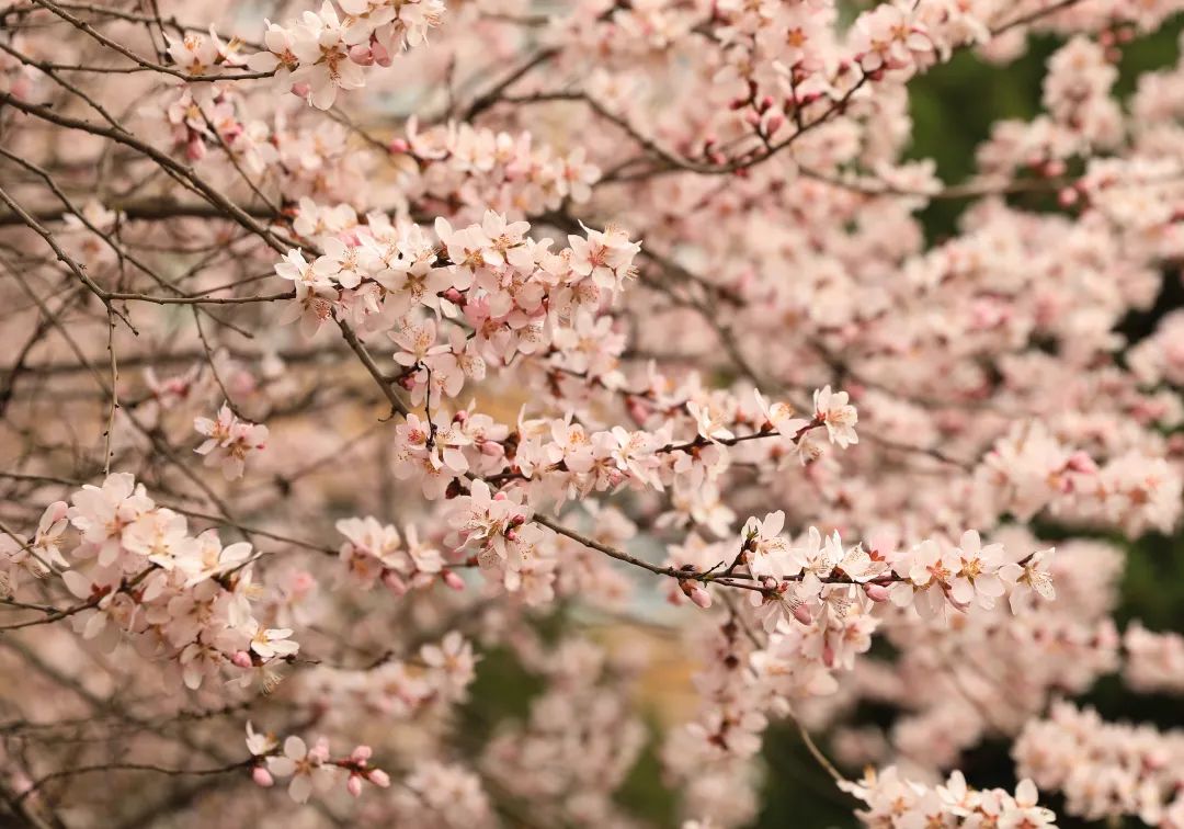 1711592012672096422.jpeg d186a2a3bf6a12ac4d6040b1cf3ef392_1711591434823002398_h=756&w=1080.jpeg