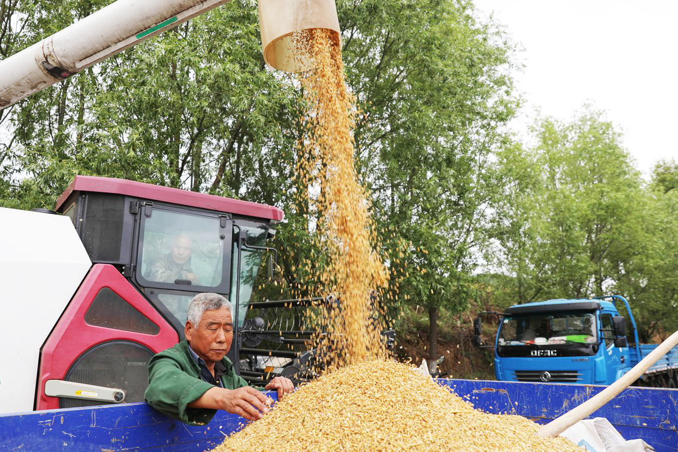 “党旗红”引领“麦浪黄” 甘肃秦安“三夏”生产奏响丰收曲_fororder_3