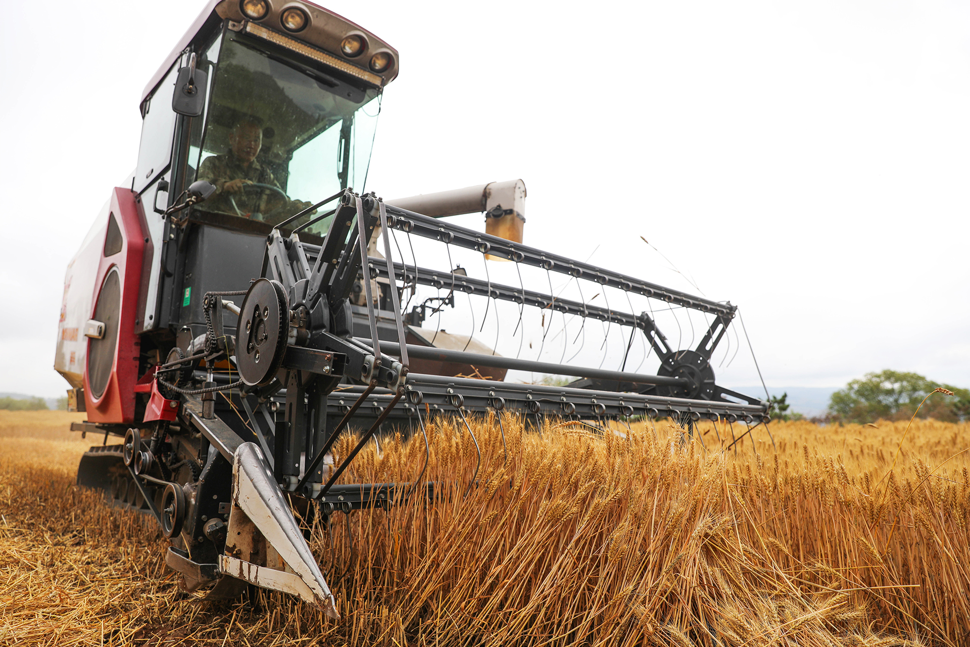 “党旗红”引领“麦浪黄” 甘肃秦安“三夏”生产奏响丰收曲_fororder_2