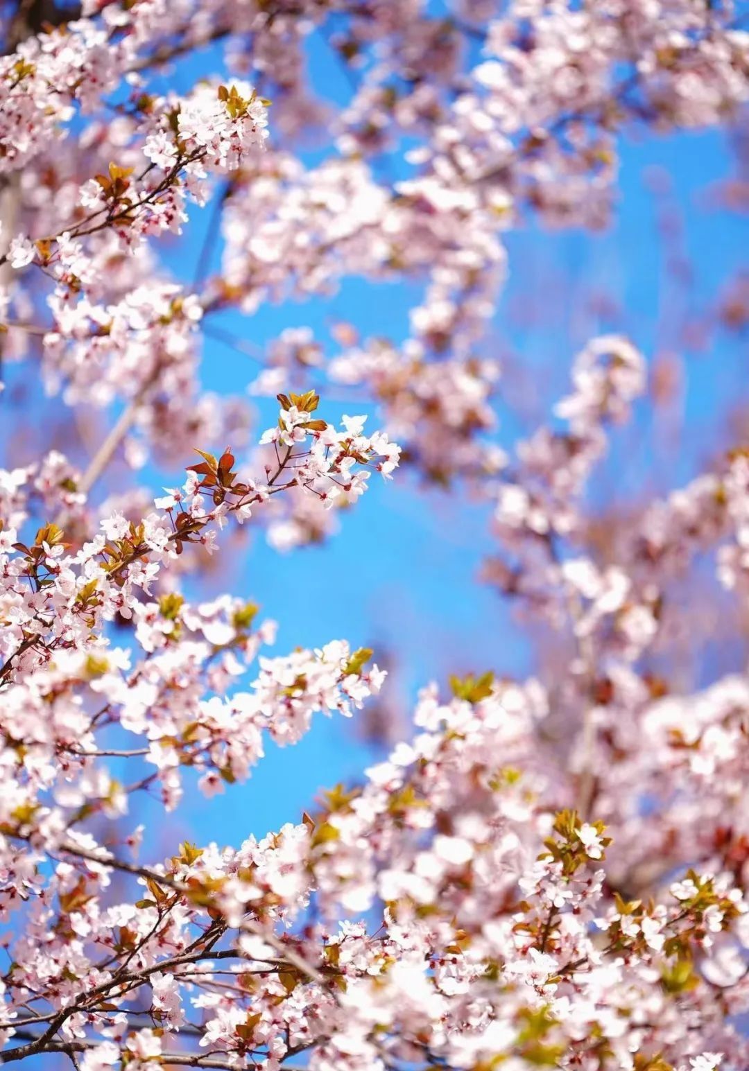 1711589651834055282.jpeg 1711589651834055282.jpeg