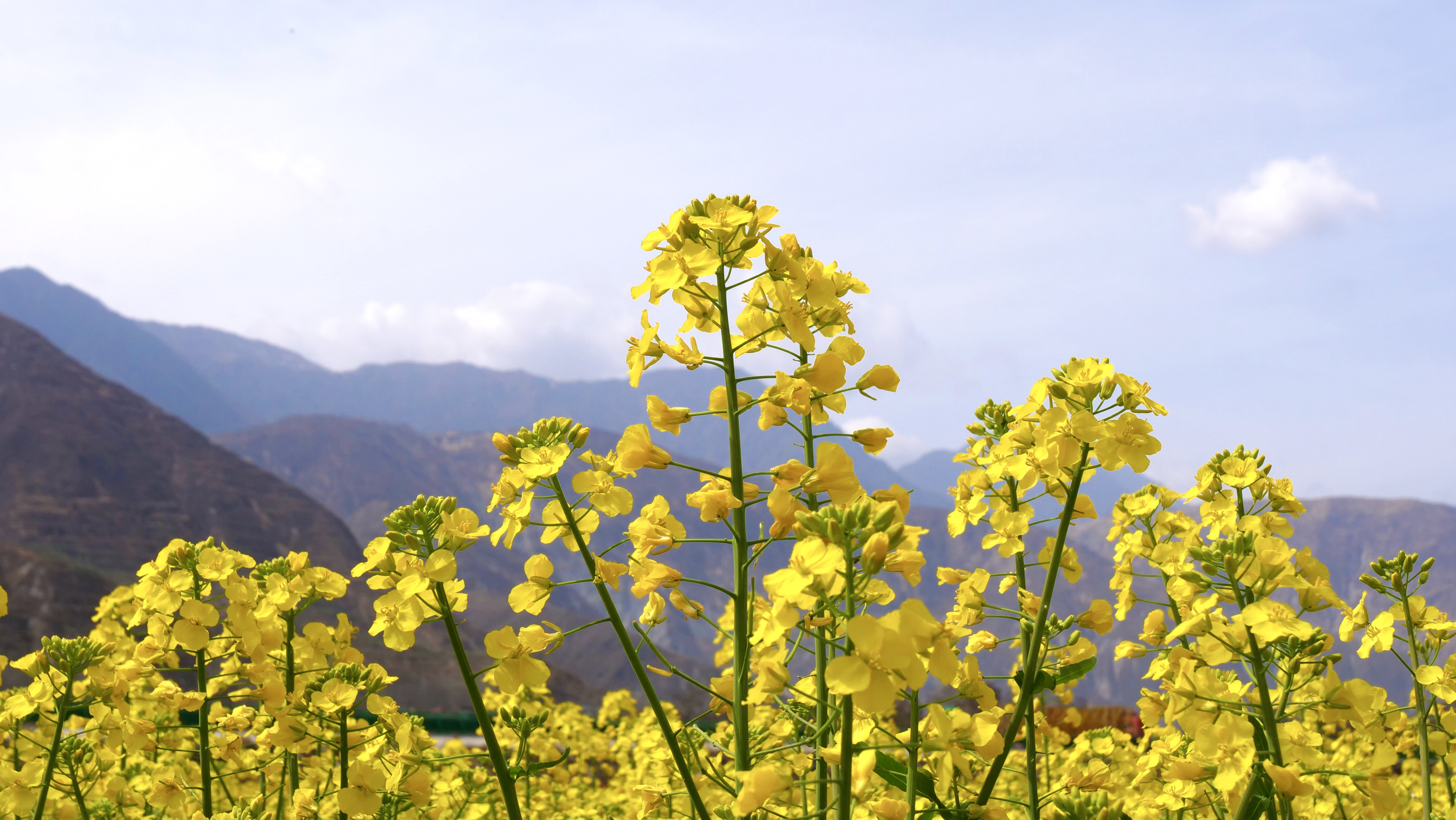 1711595362388037270.jpg f4bcc2e3b5f4286c59319305cadb203.jpg