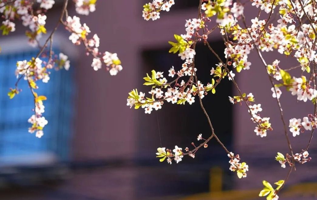 1711589500398006162.jpeg 1711589500398006162.jpeg