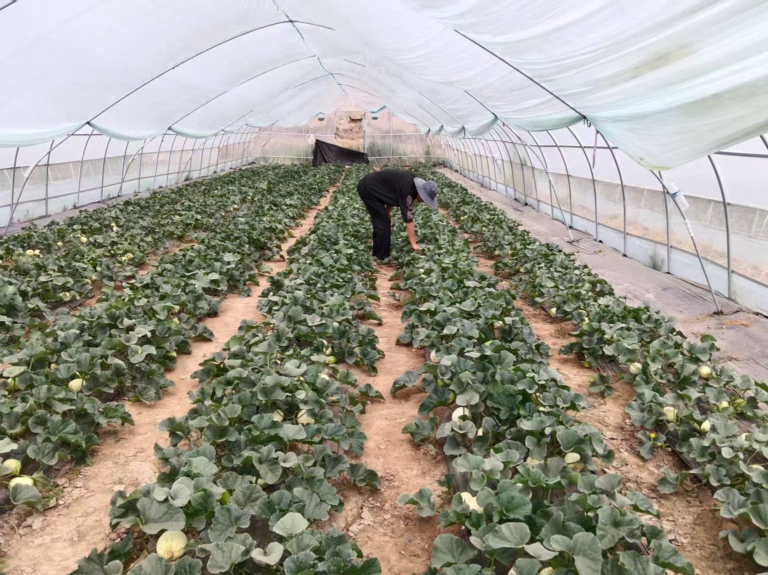 天水秦安:魏店镇白脆瓜甜蜜上市_fororder_virtual_attach_file