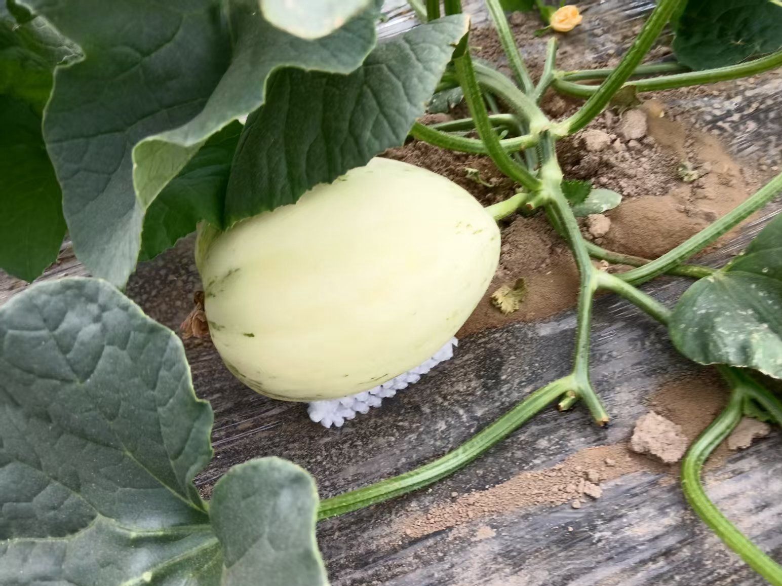 天水秦安:魏店镇白脆瓜甜蜜上市_fororder_virtual_attach_file (1)