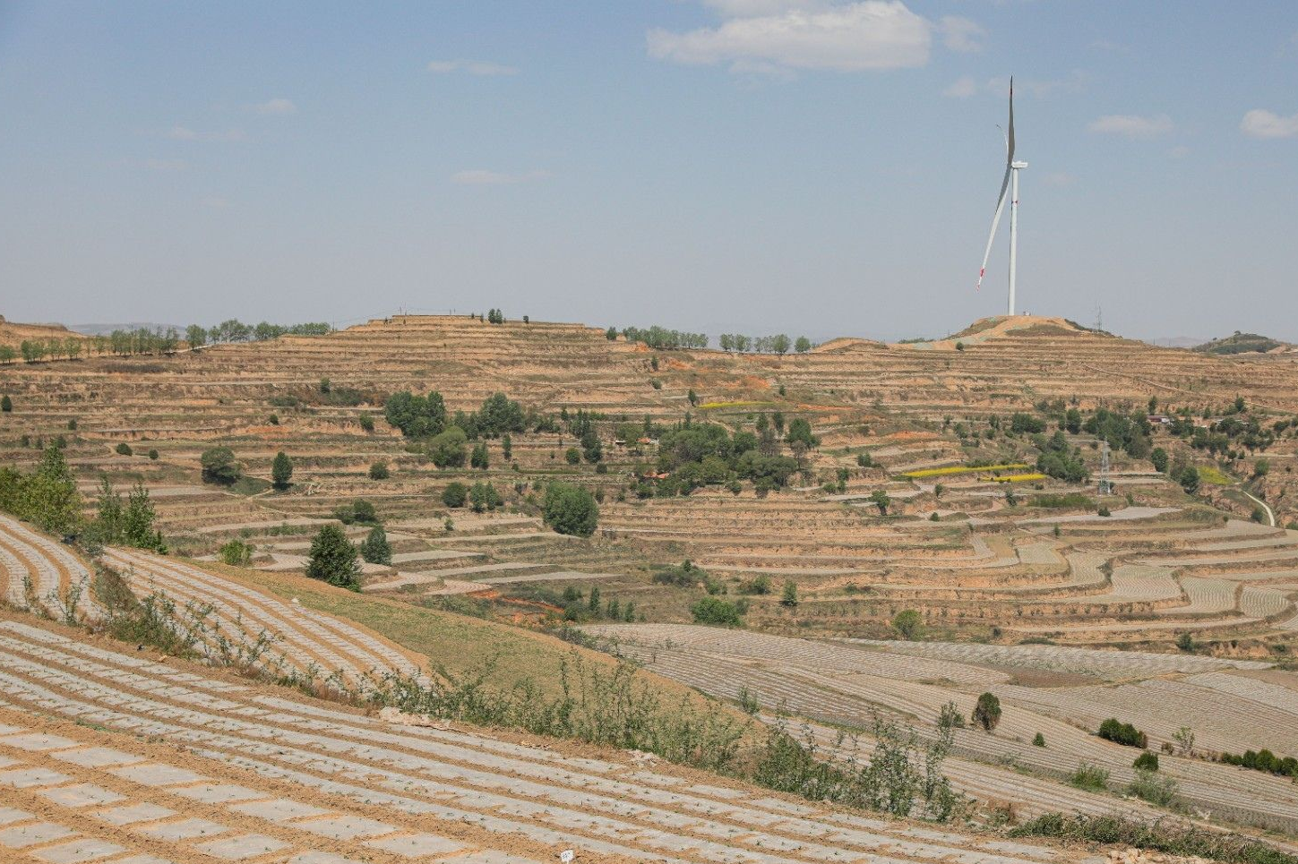 天水市秦安县王铺镇:大力推进特色农业基地建设 筑牢粮食安全防线