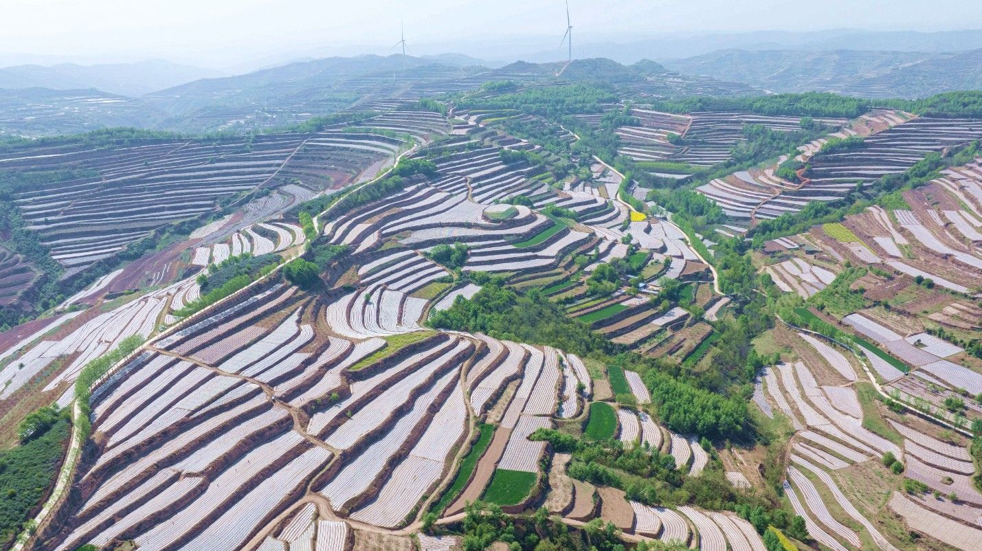 天水市秦安县王铺镇:大力推进特色农业基地建设 筑牢粮食安全防线_fororder_1