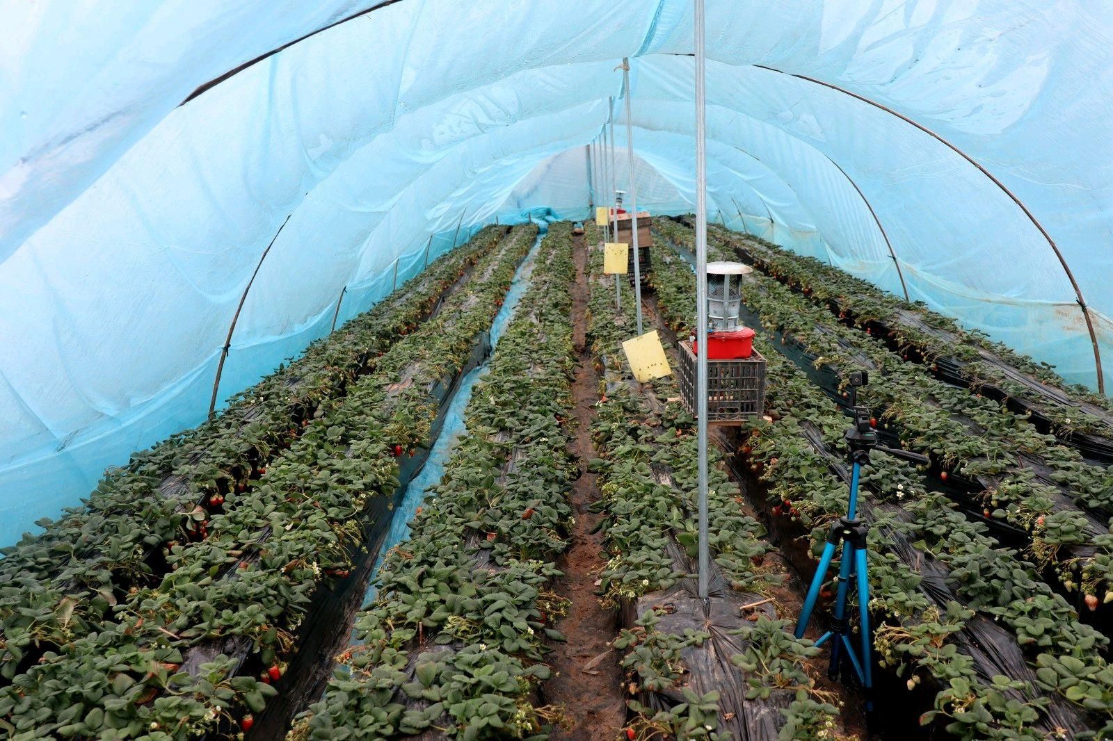 一座座大棚整齐划一,棚里种植的草莓长势喜人,放眼望去,一垄垄整齐的