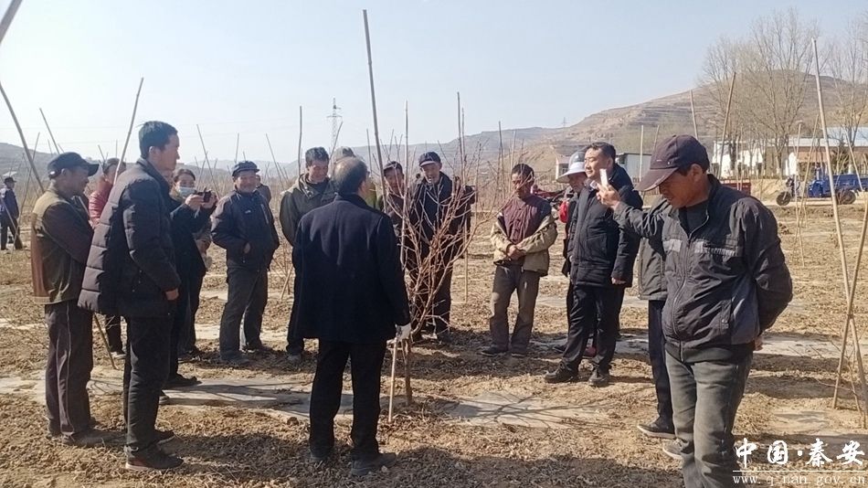 魏店镇组织开展桃树技能培训活动-秦安县人民政府