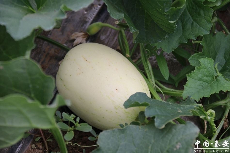 白脆瓜有了"身份证" 群众吃着更放心