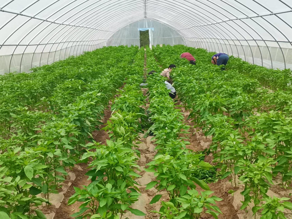 乡村振兴一线行莲花镇大棚辣椒奏响乡村振兴椒响曲