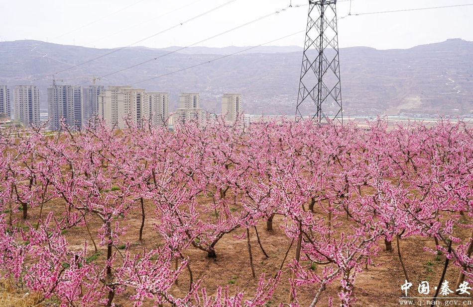 【2024秦安桃花会】兴国镇花篅子:桃花灼灼开 游客相约来-秦安县人民