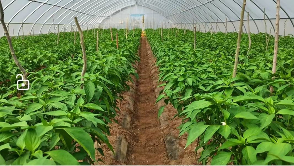 乡村振兴一线行莲花镇大棚辣椒奏响乡村振兴椒响曲