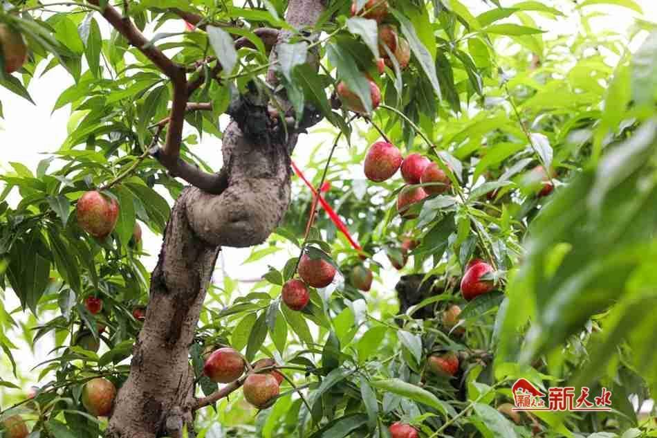 新天水秦安大棚油桃抢鲜上市