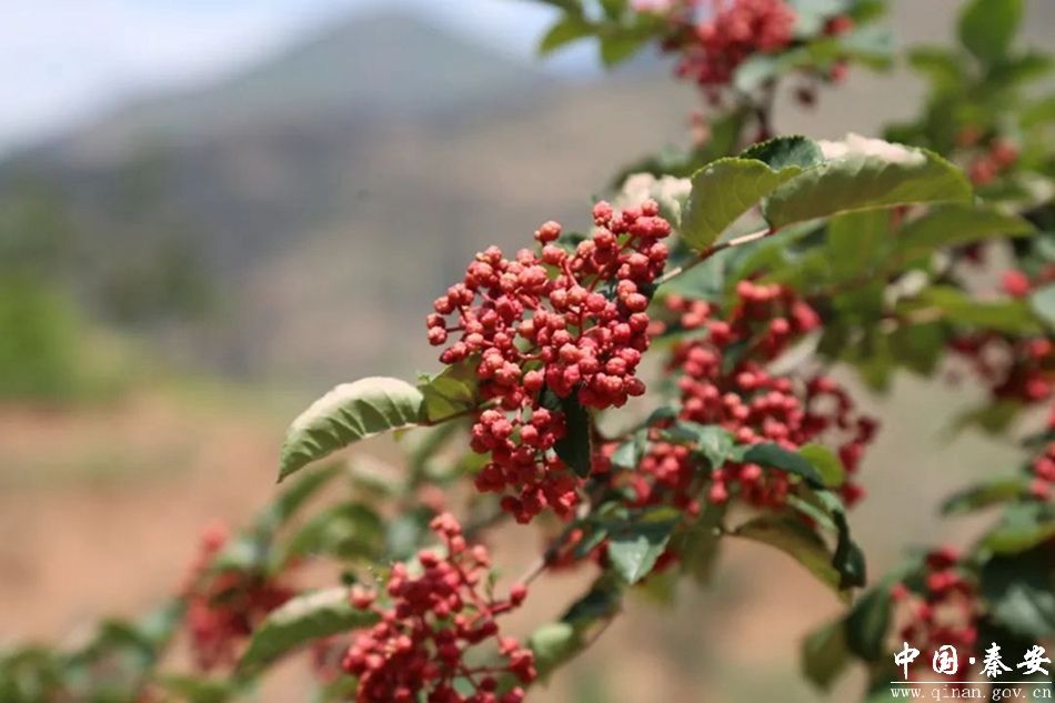 秦安大红袍花椒点燃舌尖上的热辣