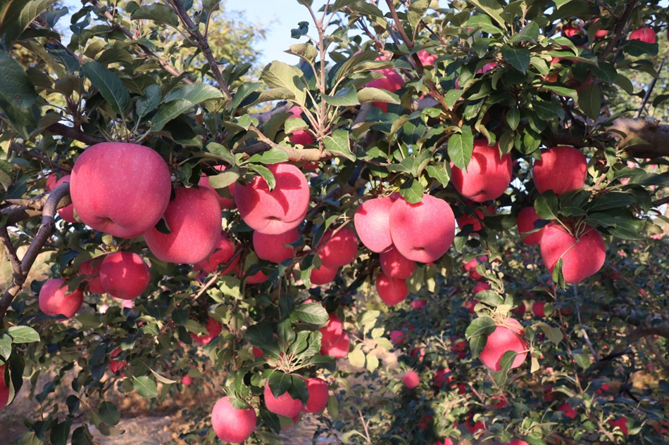 乡村振兴一线行秦安苹果红在树枝头走俏在市场