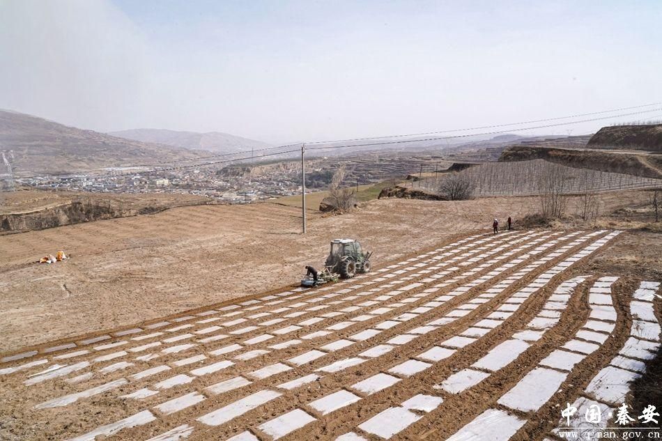 新天水乡村行看振兴陇城镇1000亩老旧果园变良田