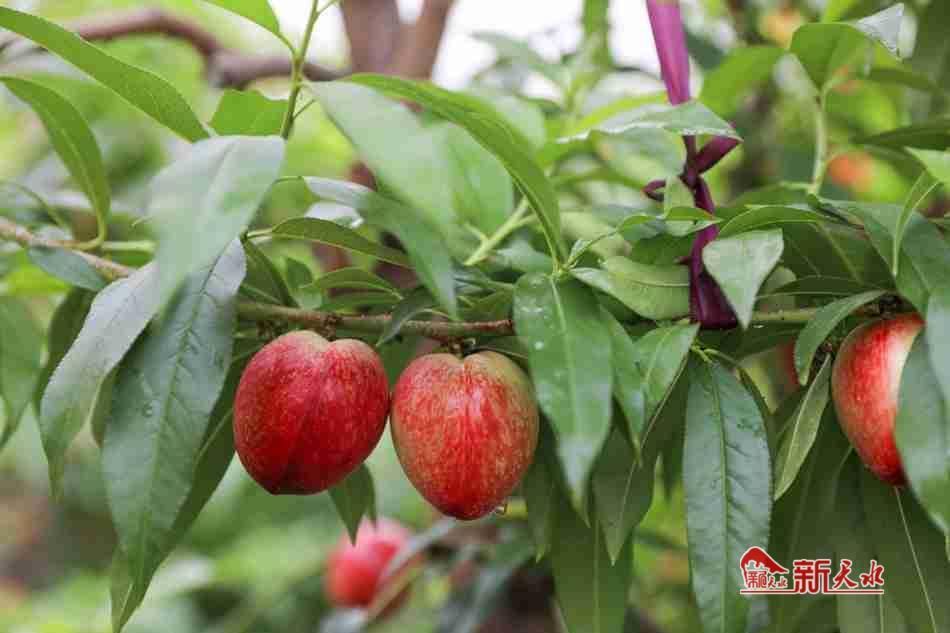 新天水秦安大棚油桃抢鲜上市