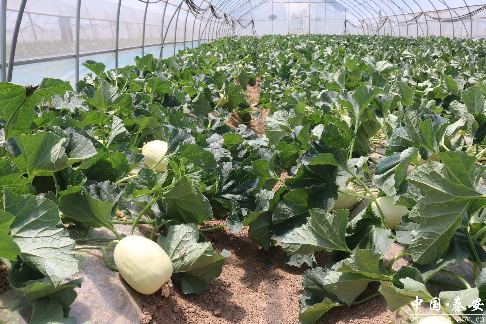 当前位置:>首页>新闻中心>秦安新闻>正文1600_1066