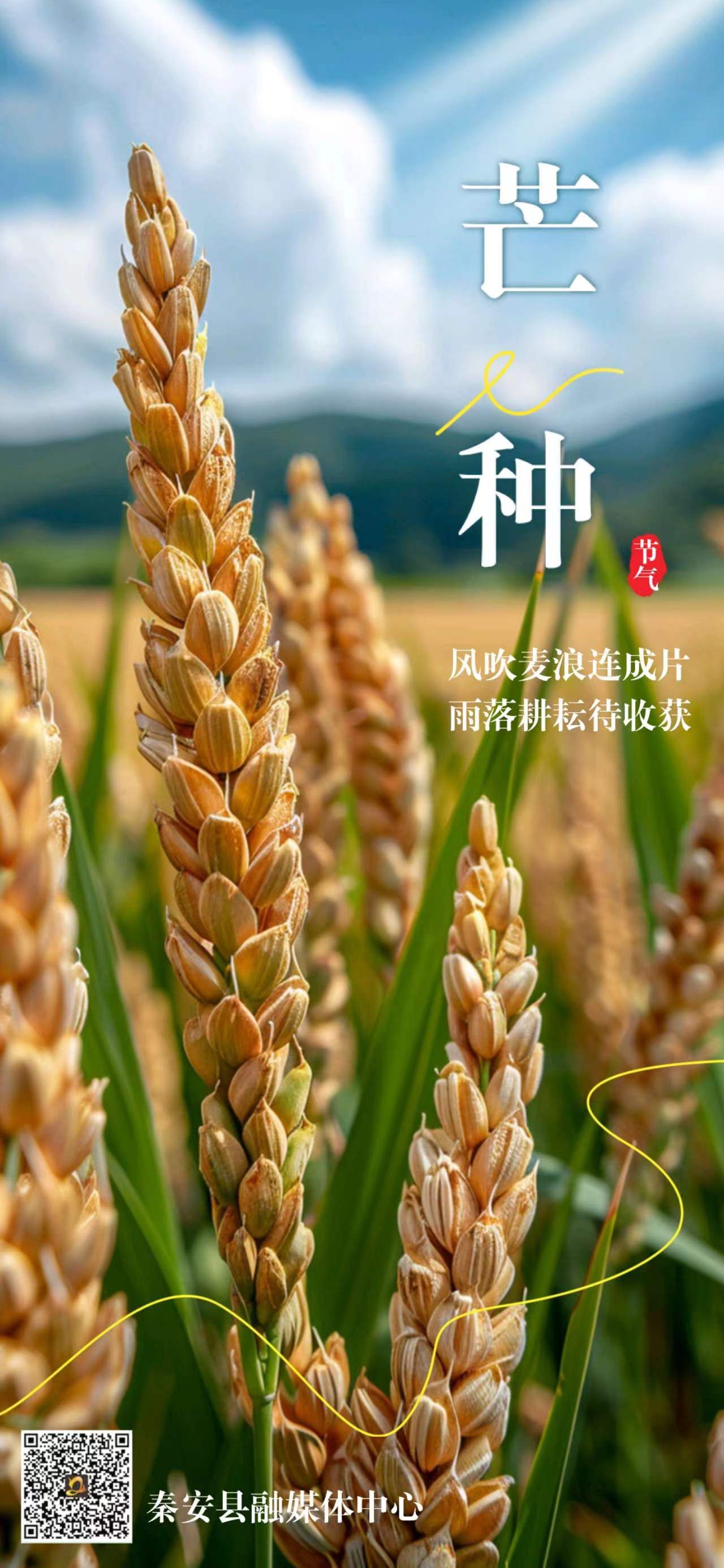 【二十四节气·芒种】海报|今日芒种