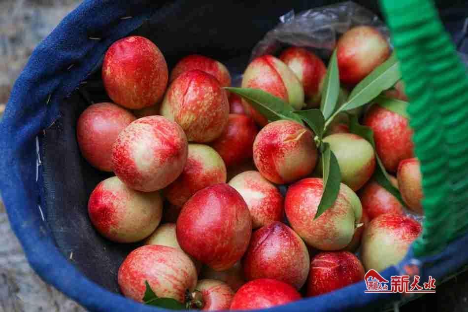 新天水秦安大棚油桃抢鲜上市