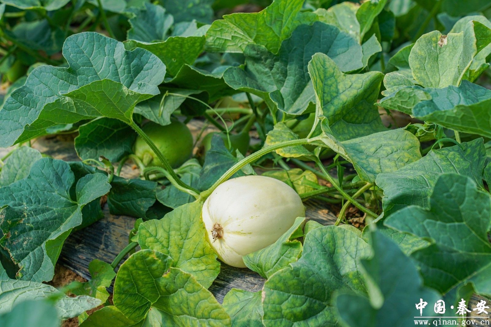 【新天水】【新思路 新产业 新前景】 错时 错峰 秦安白脆瓜产业稳稳