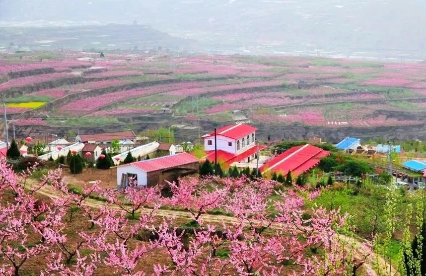 每日甘肃网天水秦安满树的桃花点染出一派融融春色