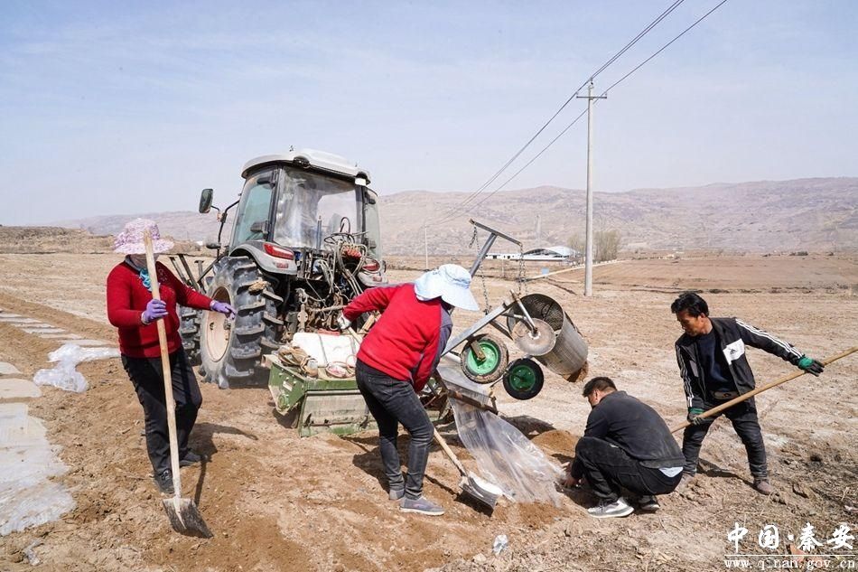 新天水乡村行看振兴陇城镇1000亩老旧果园变良田