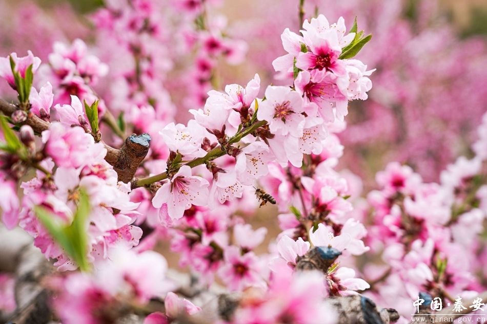 2024秦安桃花会兴国镇花篅子桃花灼灼开游客相约来